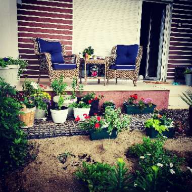 Alina's garden