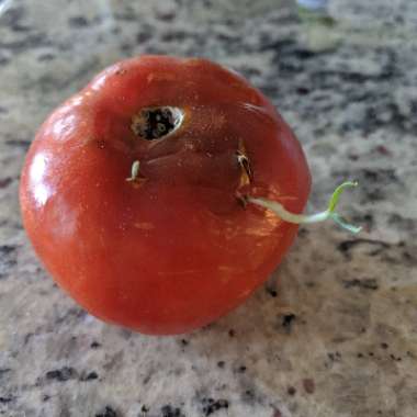 Solanum lycopersicum  syn. Lycopersicon lycopersicum