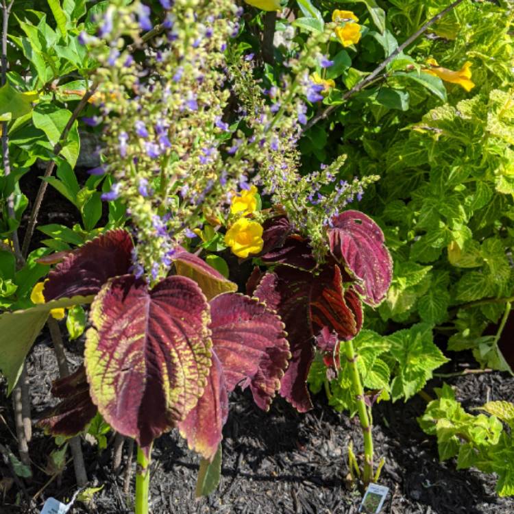 Plant image Solenostemon scutellarioides 'Chocolate Mint'