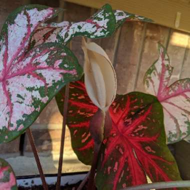 Caladium