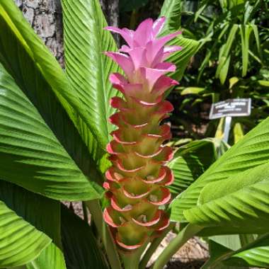 Peacock Ginger