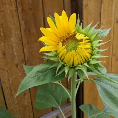 Sunflower 'Russian Mammoth'