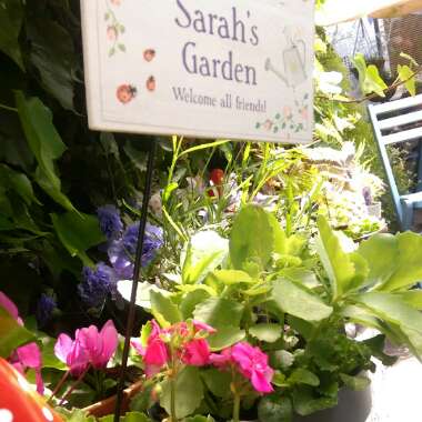 Sarah's garden