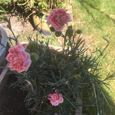 Dianthus caryophyllus 'Rosie cheeks'