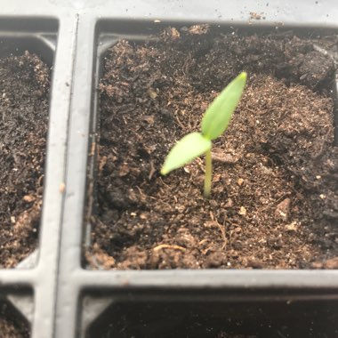 Sweet Pepper 'Mini Bell'