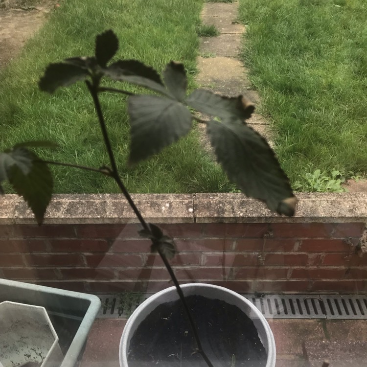 Plant image Rubus fruticosus 'Oregon Thornless'