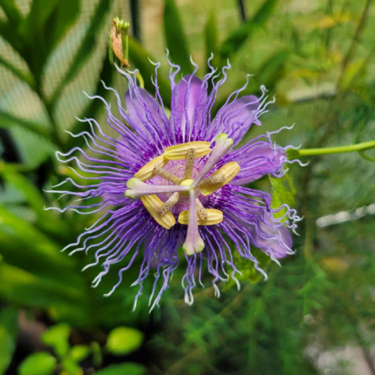 Plant image Passiflora Incarnata 'Incense”