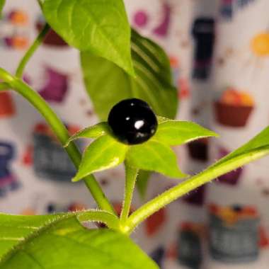 Atropa belladonna