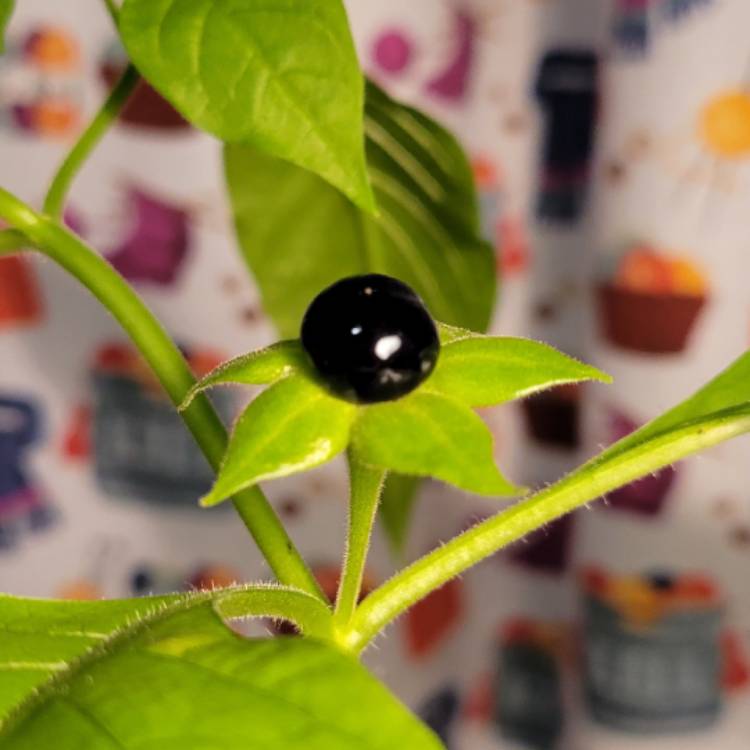 Plant image Atropa belladonna