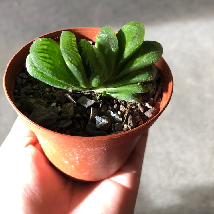 Plant image Haworthia Lime Green