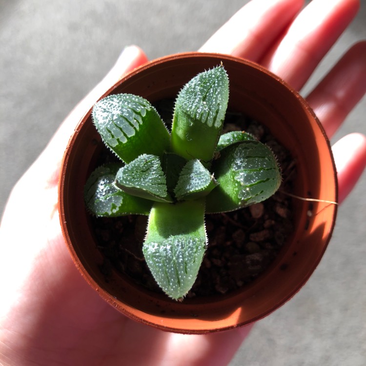 Plant image Haworthia mirabilis 'Badia'