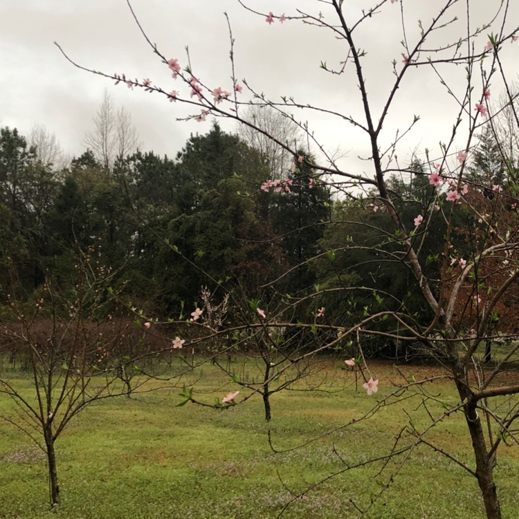 Plant image Prunus persica 'Redskin'