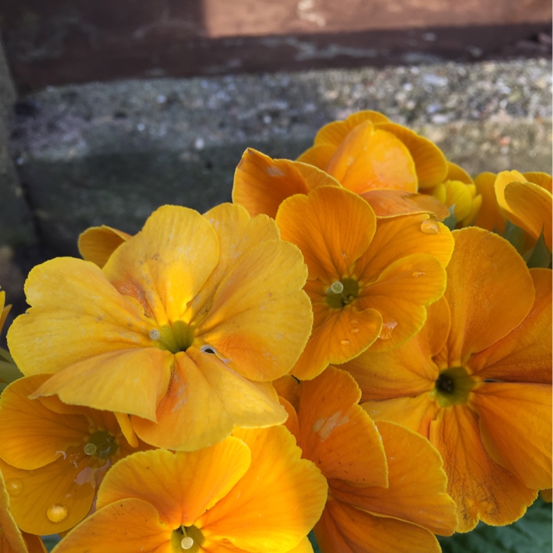 Plant image Primula veris 'Veristar Yellow'