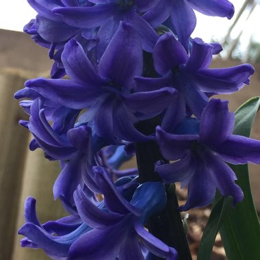 Hyacinth