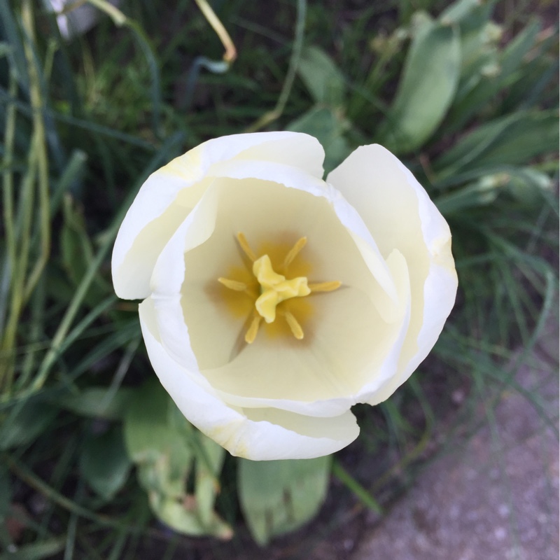 Plant image Tulipa 'White Dream'