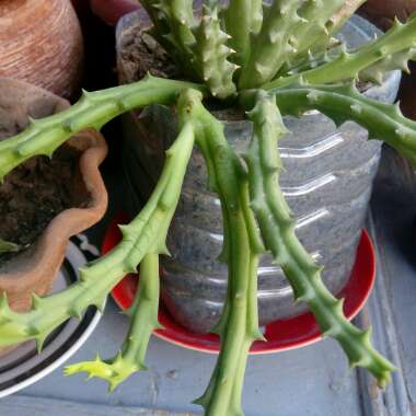 Huernia Procumbens