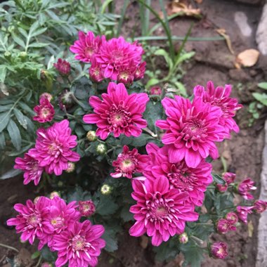 Chrysanthemum 'Gompie Pink'