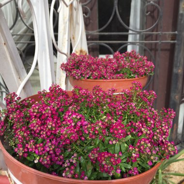 Lobularia maritima  syn. Alyssum maritimum