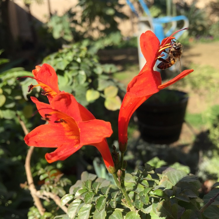 Plant image Tecoma Capensis