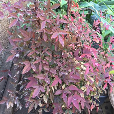 Nandina domestica 'Fire Power'