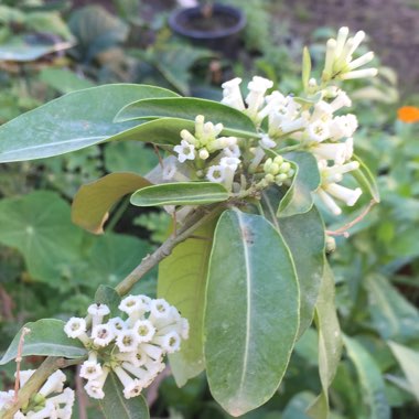 Cestrum