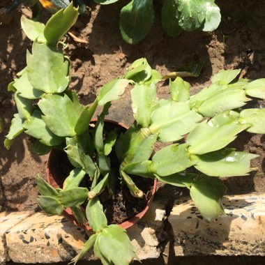 Schlumbergera truncata 'Sunset'