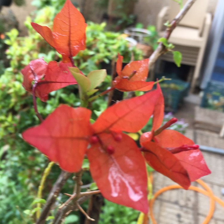 Plant image Bougainvillea 'Glowing Sunset'