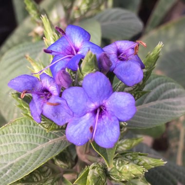 Eranthemum Pulchellum