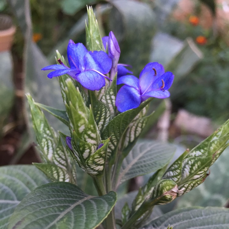 Plant image Eranthemum Pulchellum