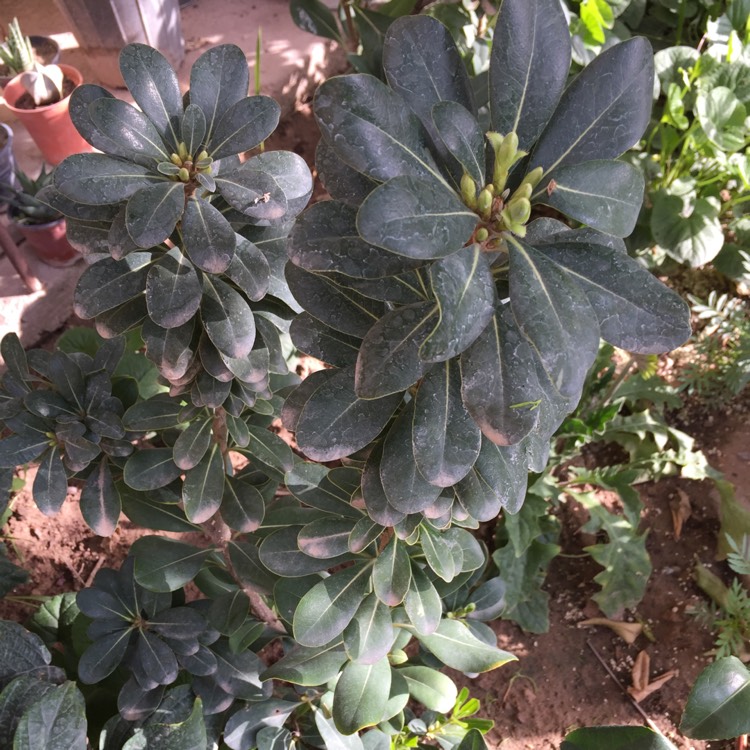 Plant image Pittosporum tobira 'Miss Muffet'