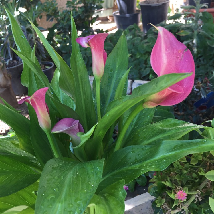 Plant image Zantedeschia 'Pink Puppy'