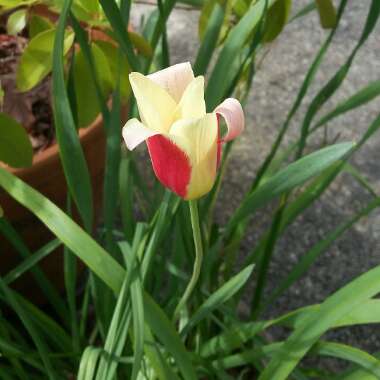 Tulip 'Giuseppe Verdi' (Kaufmanniana)