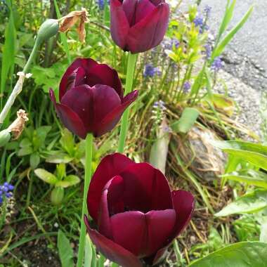 Tulip 'Queen Of Night' (Single Late)