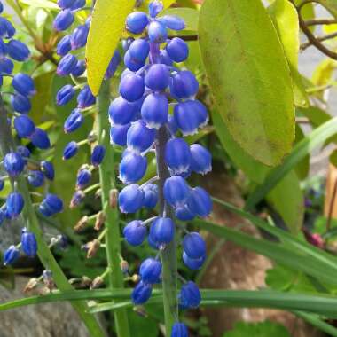 Grape Hyacinth (Species) Broad-Leaved Grape Hyacinth