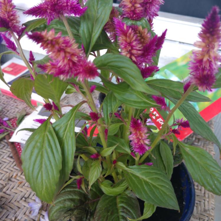 Plant image Celosia Carcus