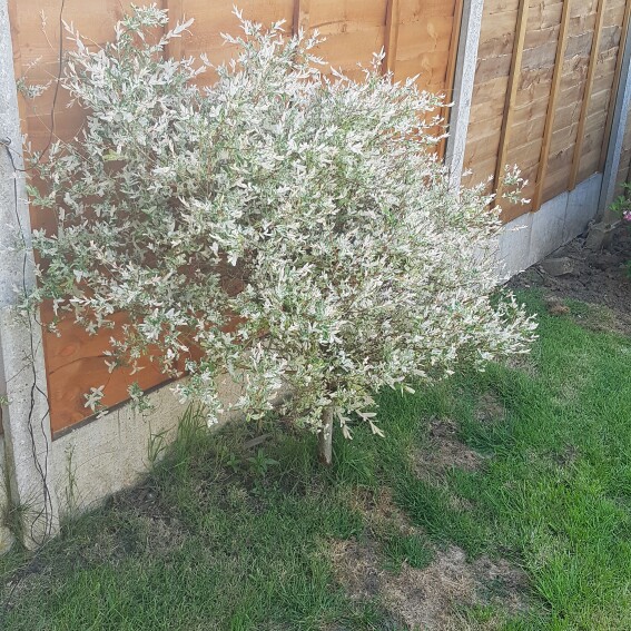 Dappled Willow 'Hakuro-nishiki'