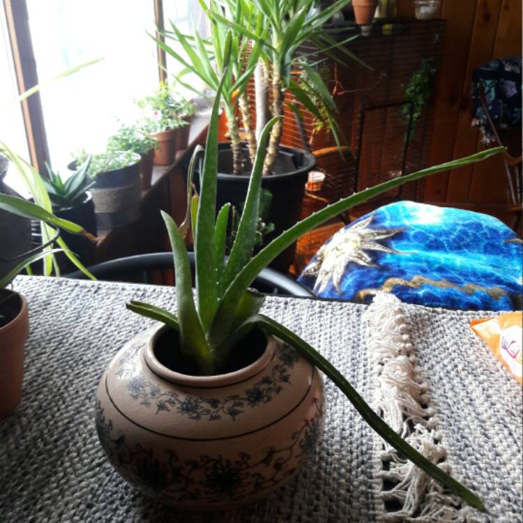 Plant image Aloe Striatula