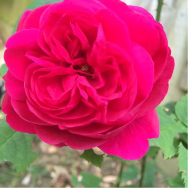 Rose 'LD Braitwaite'