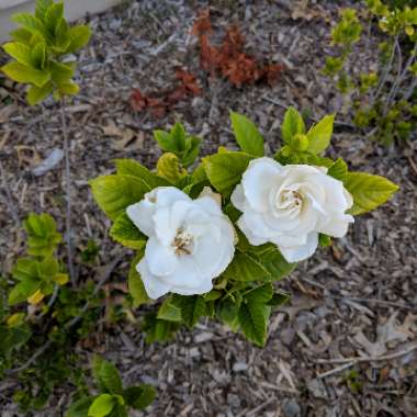 Gardenia