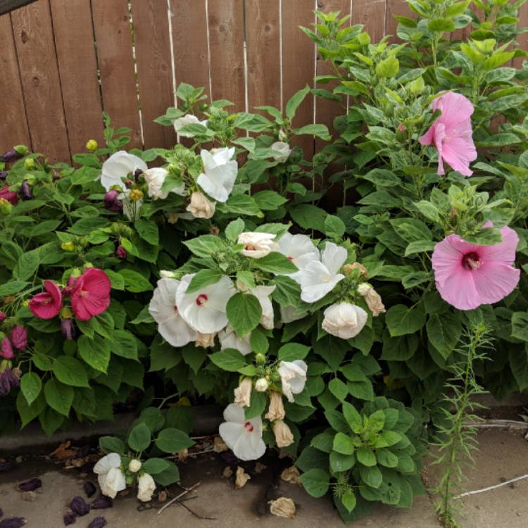 Plant image Hibiscus moscheutos 'Balhibwhi' (Luna Series) syn. Hibiscus moscheutos 'Luna White'