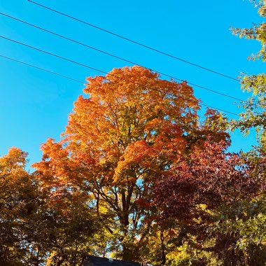 Acer x freemanii 'Autumn Fantasy'