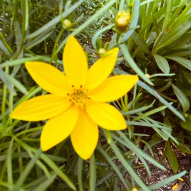 Coreopsis verticillata 'Golden Gain'