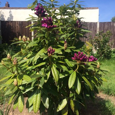 Rhododendron