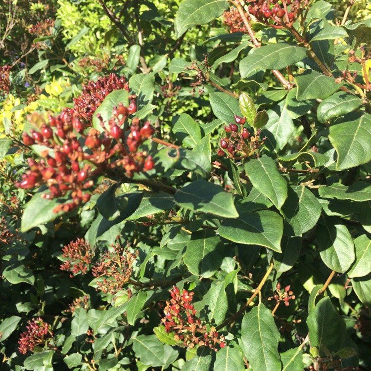 Plant image Viburnum tinus 'Ladybird'