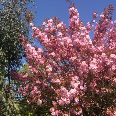 Flowering Cherry 'Accolade'