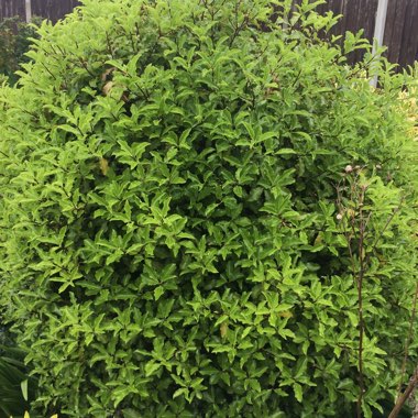 New Zealand Pittosporum