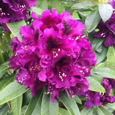 Rhododendron