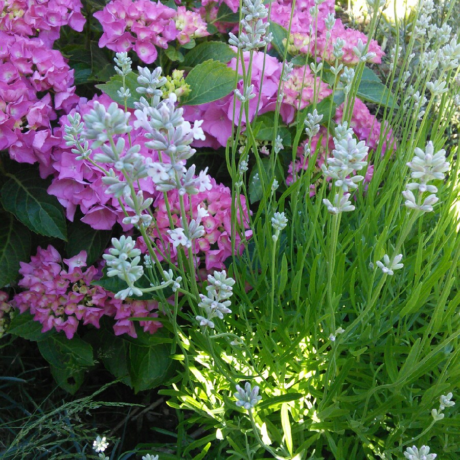 Plant image Lavandula angustifolia 'Ellagance Pink' (Ellagance Series)