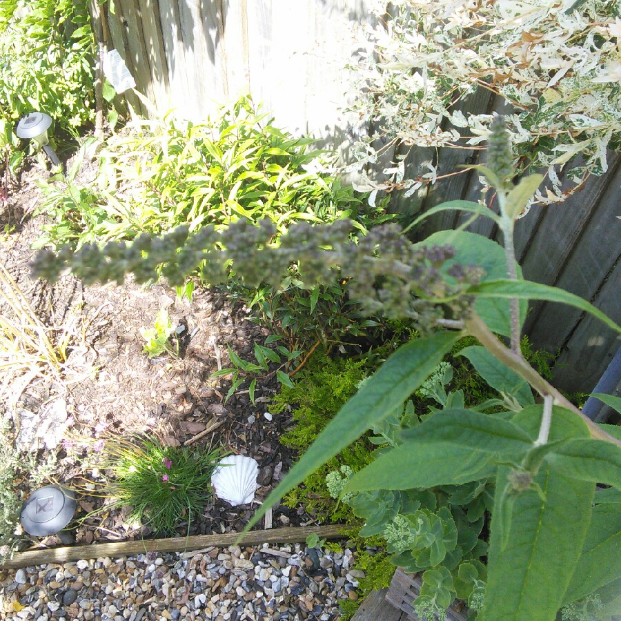 Plant image Buddleja davidii 'Monum' syn. Buddleja davidii 'Nanho Purple'