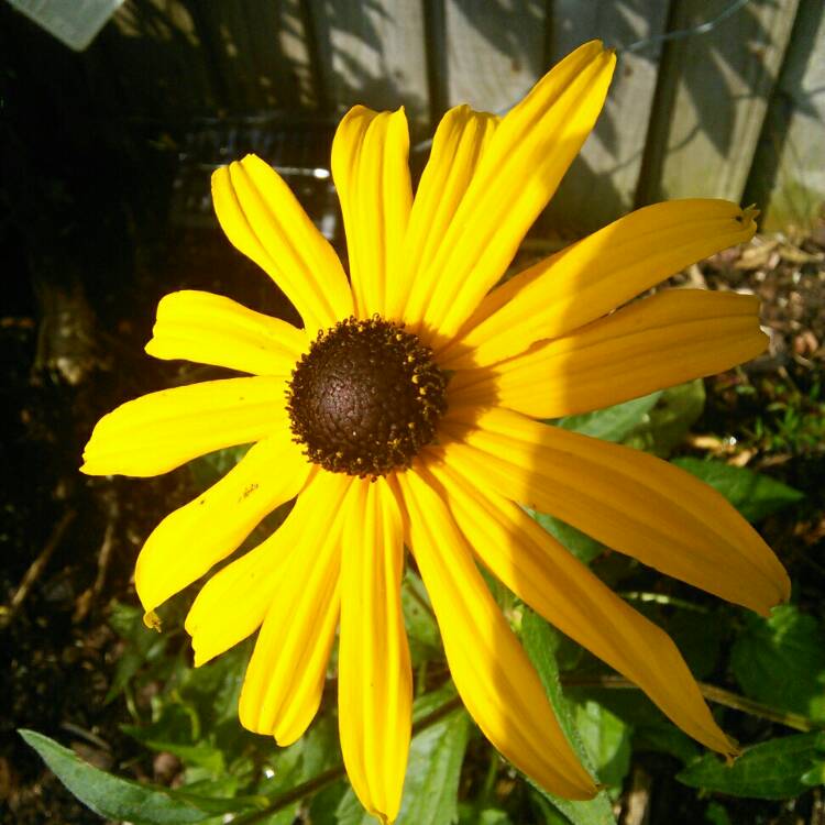 Plant image Rudbeckia hirta 'Indian Summer'